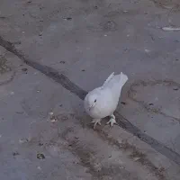 کفتر ماده ، پاپر پرشی..