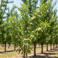 نهال بهمراه کود رایگان و نهال اضافه|خدمات باغبانی و درختکاری|کرمانشاه, |دیوار