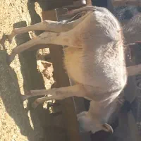فروش خر نر جوان گله ای یک ساله