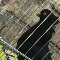 کبوتر زاغ چش نوک نر معاوضه با زاغ ماده|پرنده|شاهین‌شهر, شهرک گلدیس|دیوار