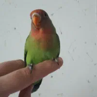 جوجه کوتوله برزیلی