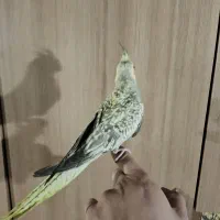 عروس هلندی دو ساعت پیش از خونه فرار کرده|حیوانات|مشهد, شهرک امام هادی (شهرک غرب)|دیوار