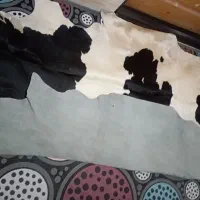 پوست گاو طبیعی|فرش|نسیمشهر, |دیوار