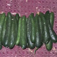 فروش خیار بستان نوبرانه