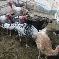 بوقلمون