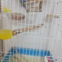 دوتا عروس هلندی نر و ماده به همراه دو تا قفس