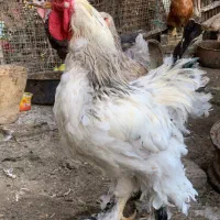 جوجه چند روزه و مرغ و خروس برهما بالغ