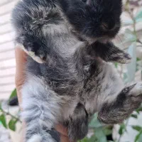 توله خرگوش لوپ