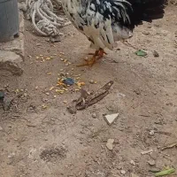 خروس گلین لری