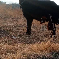 بره قوچ.|حیوانات مزرعه|باروق, |دیوار