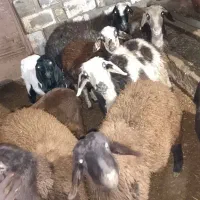 بره  قزل افشار و بروجردی معاوضه با نیسان هم قیمت
