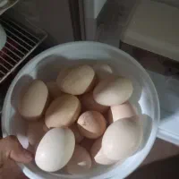 تخم مرغ محلی نطفه دار