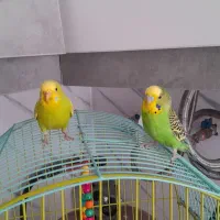 دوعدد مرغ عشق به همراه قفس و وسایل