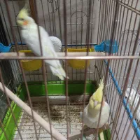 کبوتر و عروس هلندی|پرنده|جم, |دیوار
