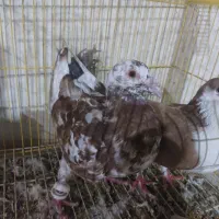 کبوتر فروشی|پرنده|سراوان, |دیوار