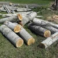 خرید چوب هیزمی باغی