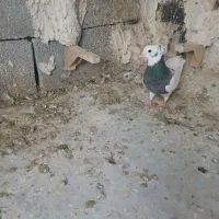 طوقی ماده|پرنده|شیراز, کفترک|دیوار