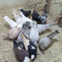 کبوتر پرشی جفت 650