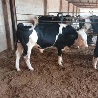 نیازمند کارگر گاوداری