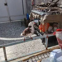 کبوتر یال گلی|پرنده|کوه چنار, |دیوار