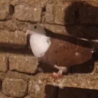 کبوتر تکپر پرشی