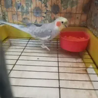 عروس هلندی نروماده