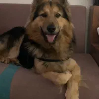 واگذاری ۸ ماه سگ