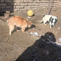 توله سگ|سگ|زند, |دیوار