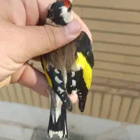 سهره تعداد فنچ تعداد مرغ عشق|پرنده|نجفآباد, منتظری شمالی|دیوار