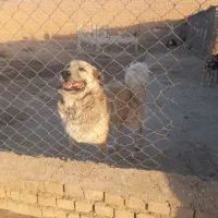 سگ نرسنگسری