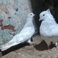 یک جفت کله طوس یا کله الماسی