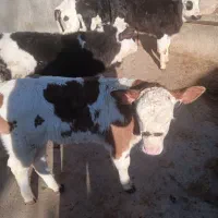 سلام گوساله سیمنتال نر  به فروش می رسد