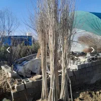 نهال صنوبر سفید