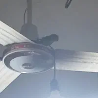 کوتوله برزیلی|پرنده|هیرمند, |دیوار