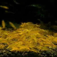 shrimp شیریمپ شریمپ یلو کینگ کنگ