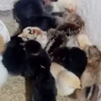 جوجه مرغ محلی|حیوانات مزرعه|یاسوج, |دیوار