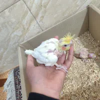 جوجه عروس هلندی