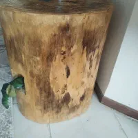 درخت تزئینی