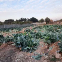 زمین کاشانک|فروش زمین و ملک کلنگی|اسلامشهر, کاشانک|دیوار