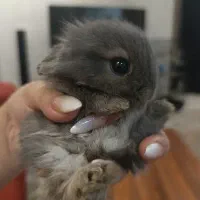 خرگوش مینیاتوری نژاد دار|موش و خرگوش|اصفهان, ملکشهر|دیوار