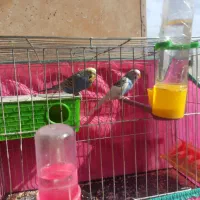مرغ عشق جفت