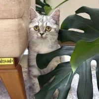 گربه بریتیش ماده تربیت شده