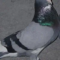 کبوتر پرشی