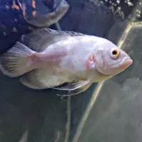 ماهی اسکار پیرانا سوروم