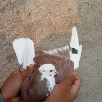 کفتر تهران|پرنده|پاکدشت, پاکدشت (مامازند)|دیوار