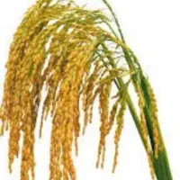هاشمی درجه یک