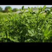 یونجه فروشی