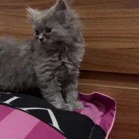 گربه بریتیش|گربه|قزوین, |دیوار