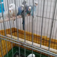 مرغ عشق انگلیسی گرید b