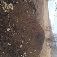 پخش کود حیوانی